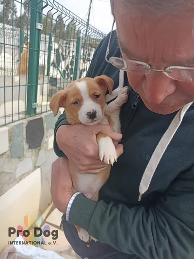 Buddy in Portugal – vermittelt, adopted