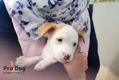 Rocky in Portugal – vermittelt, adopted