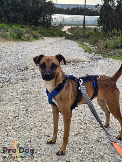 Kylie reist auf Pflegestelle – reserviert, adopted