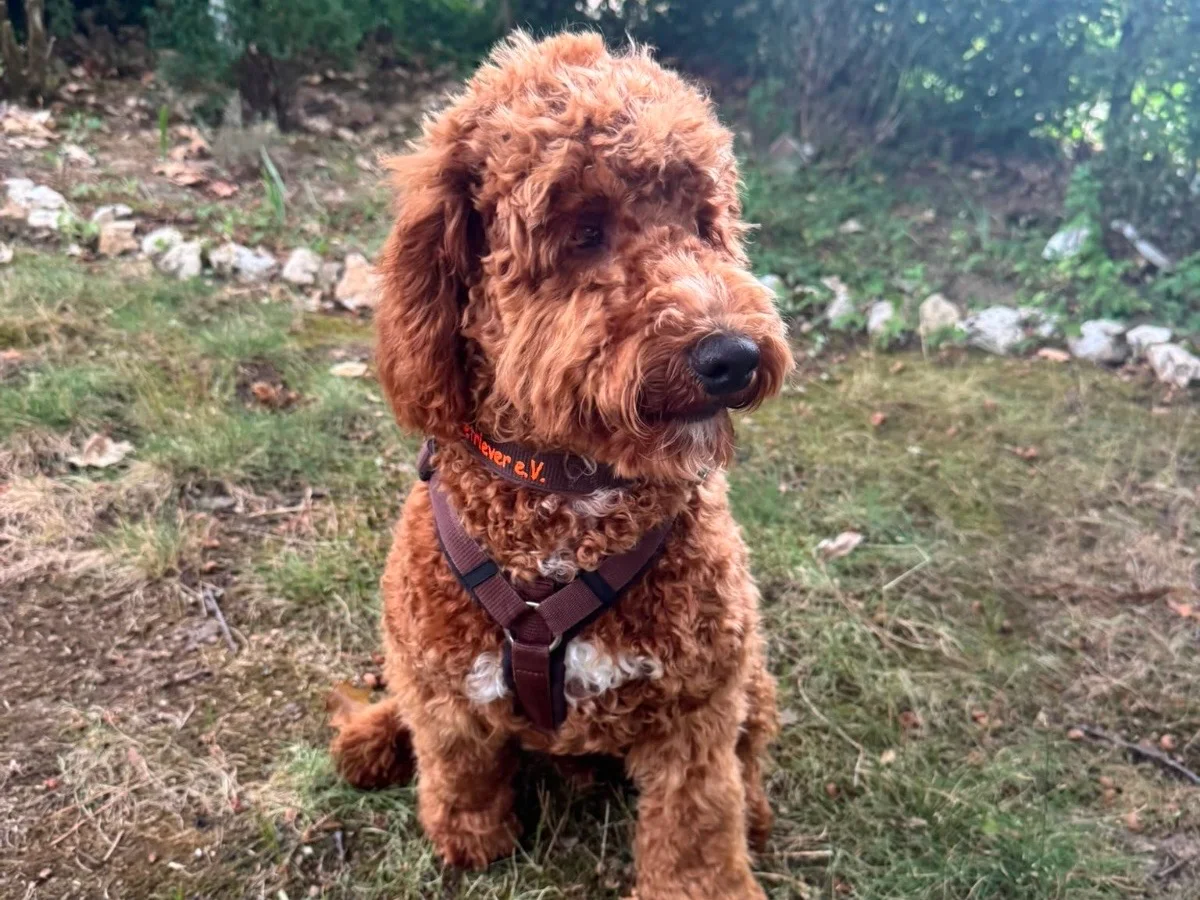 Goldendoodle