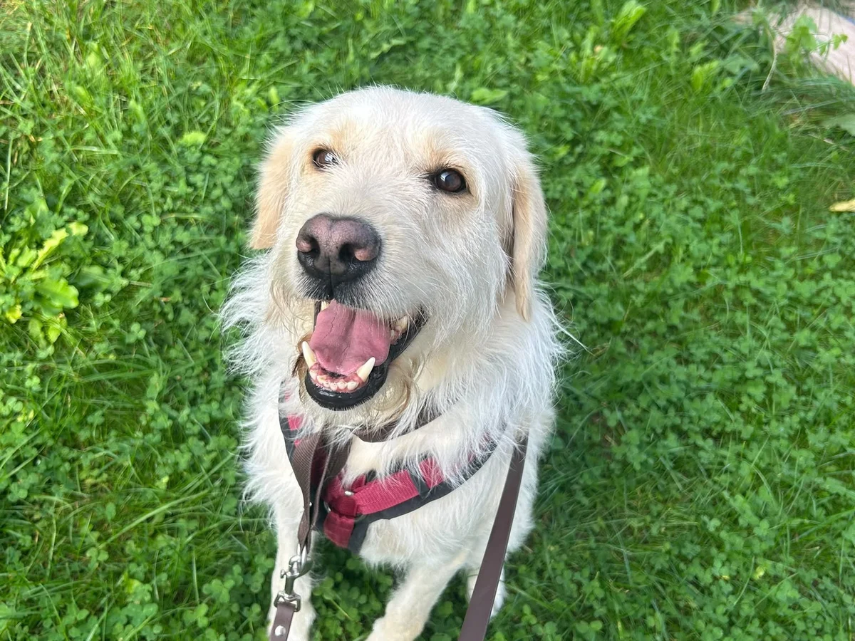 Labradoodle