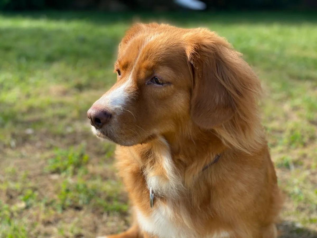 Nova Scotia Duck Tolling Retriever
