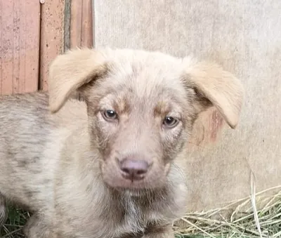 Dino, adopted