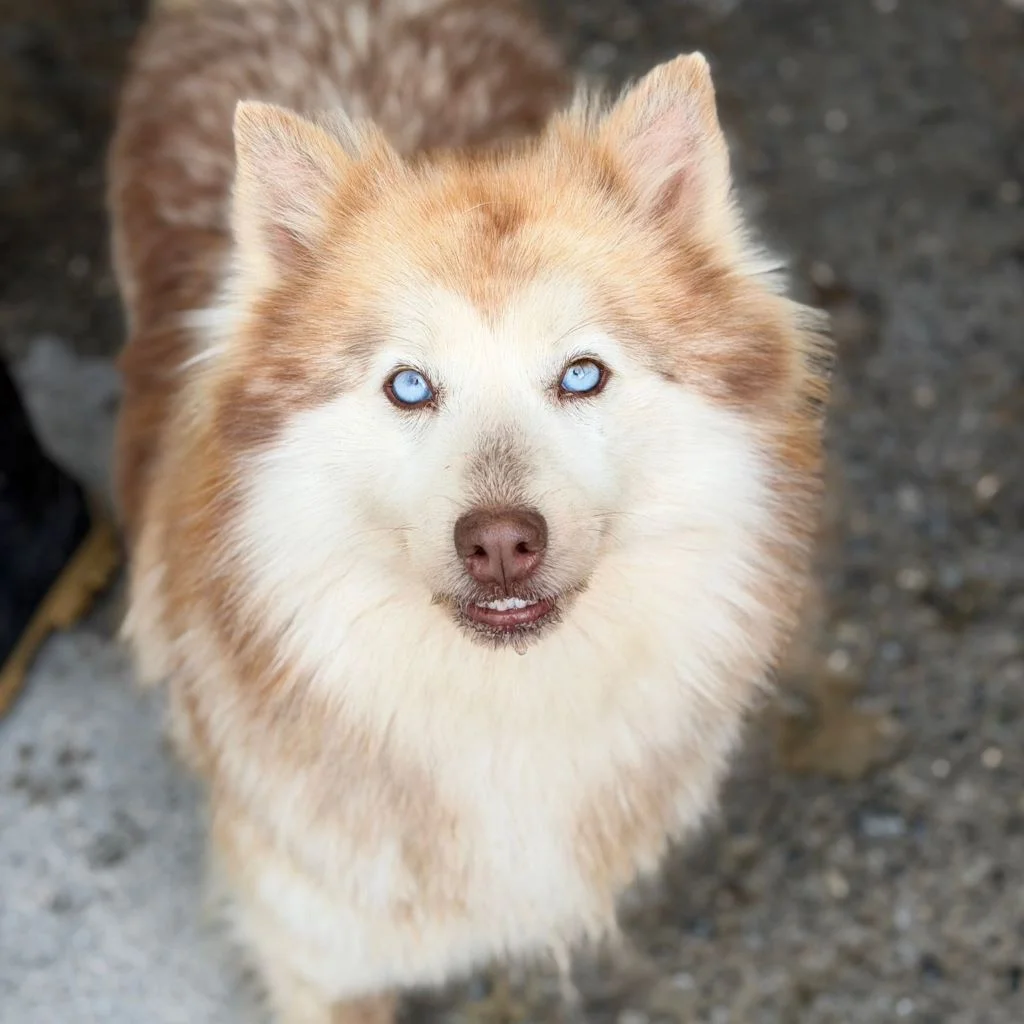 Pomsky