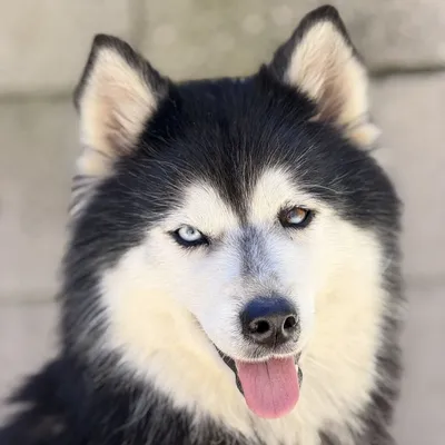 Rebeca, adopted