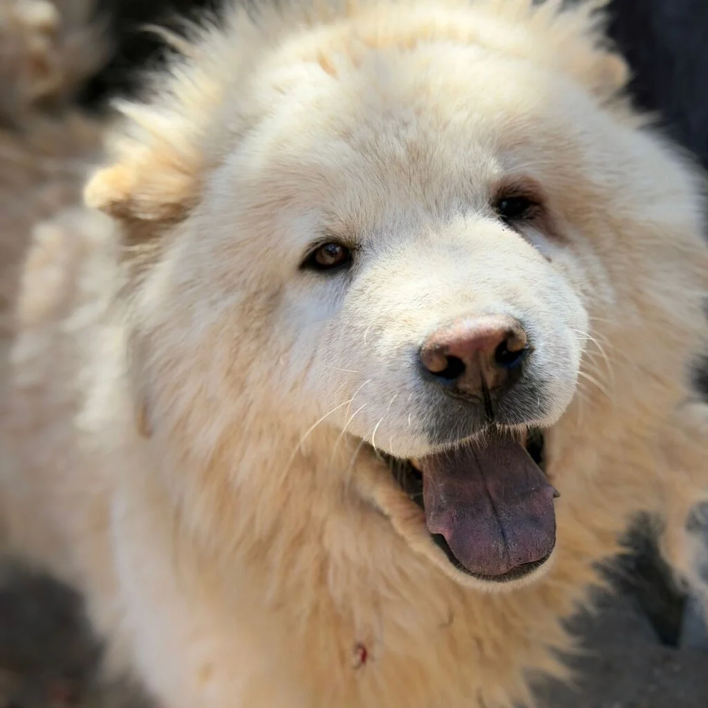 Chow Chow