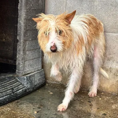 Hayley, adopted