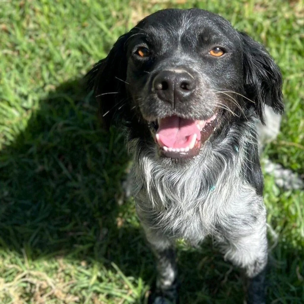Brittany Spaniel