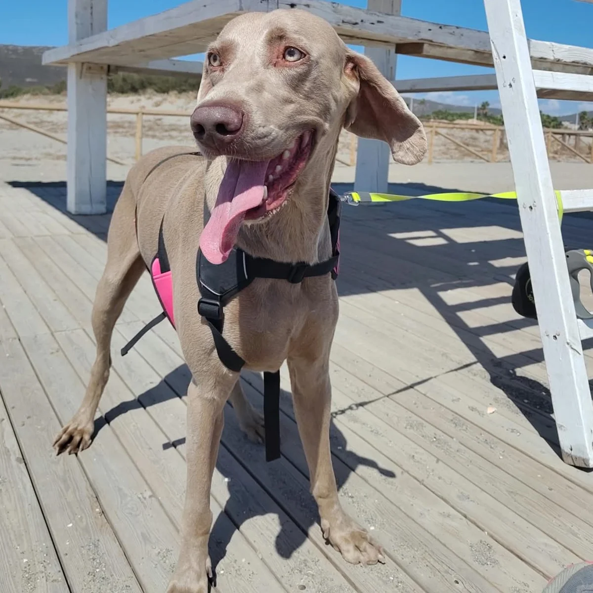 Weimaraner