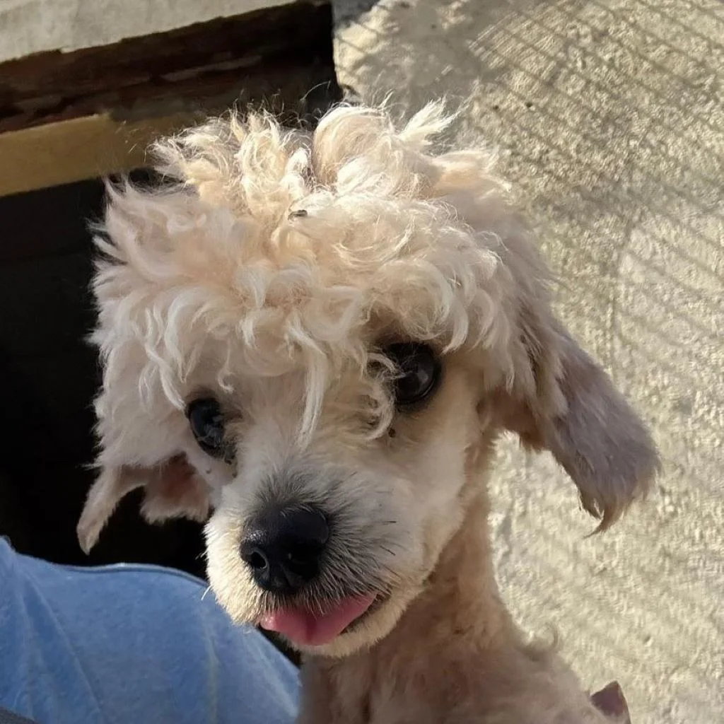 Maltipoo