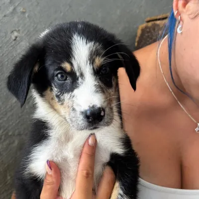 Emmett, adopted