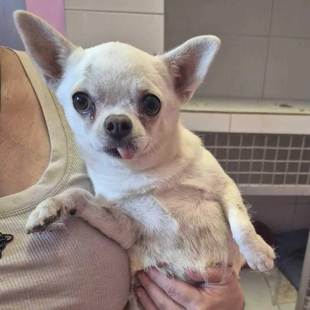 Chihuahua