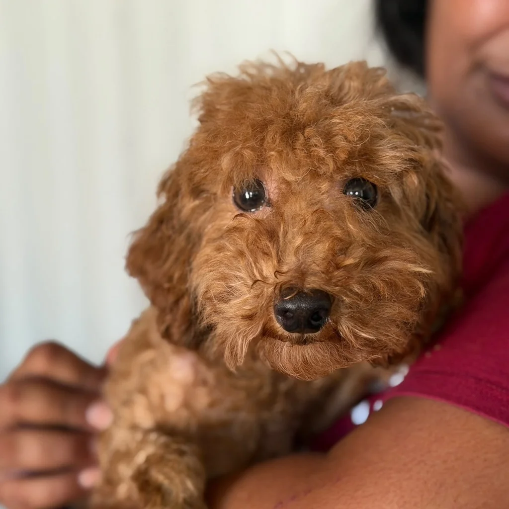 Poodle