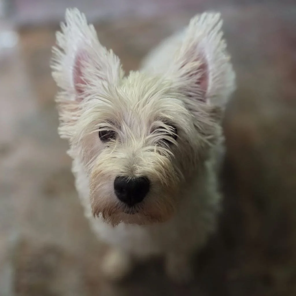 West Highland White Terrier