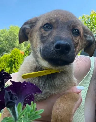 Welpenmädchen Adela sucht das Glück, adopted