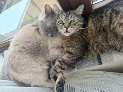 Masha & Momo – ein entzückendes Geschwisterpaar, adopted