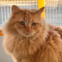 Simba, adopted
