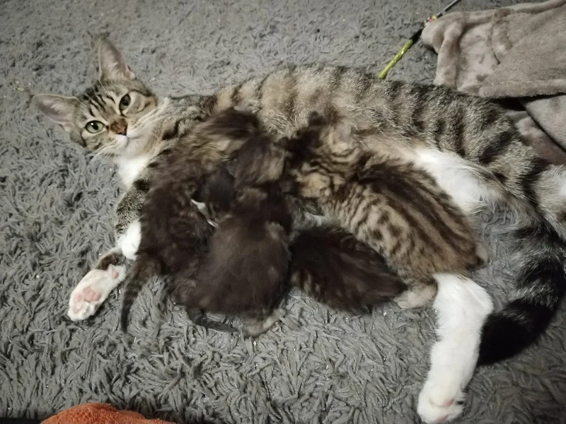 Persian