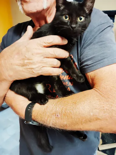 Katze Hexe, adopted