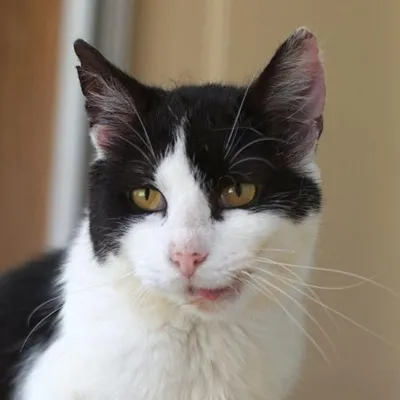 Pico - FIV+, adopted