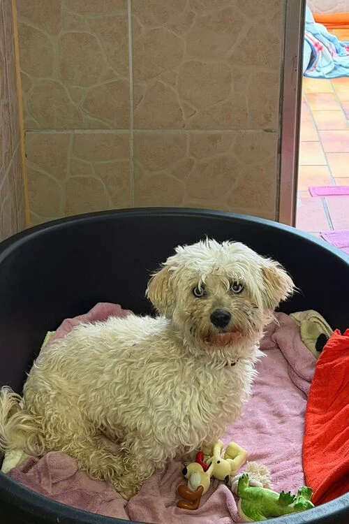 Maltipoo