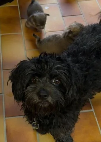 Maltipoo
