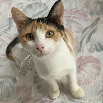 Sally -fix reserviert, adopted