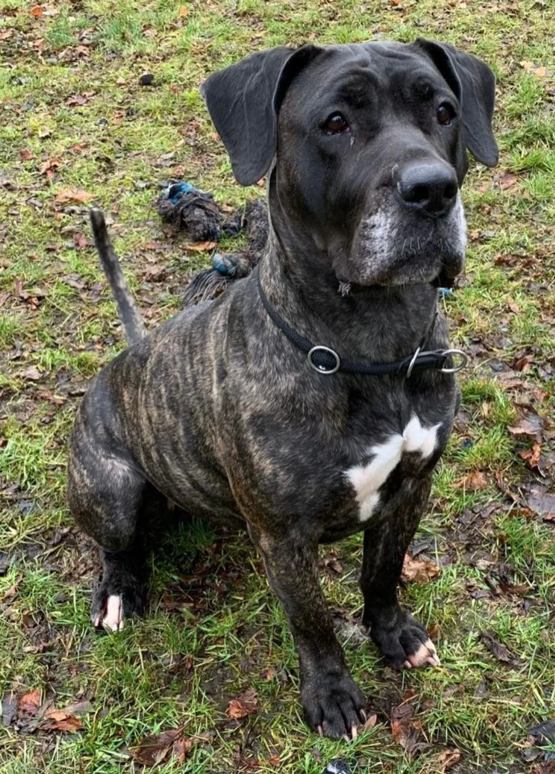 Presa Canario