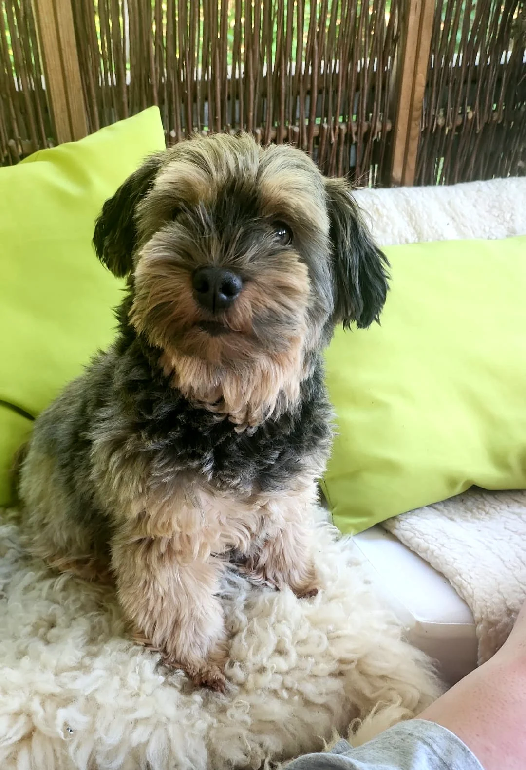 Havanese