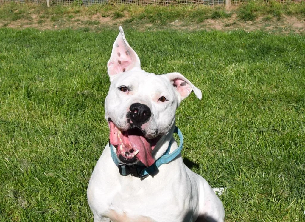 Dogo Argentino
