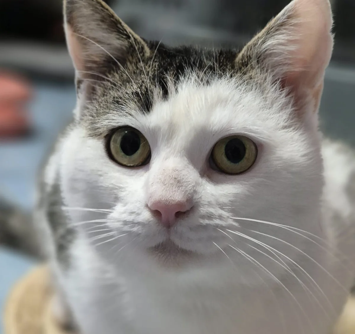European Shorthair