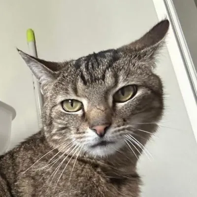 Lilly (reserviert), adopted