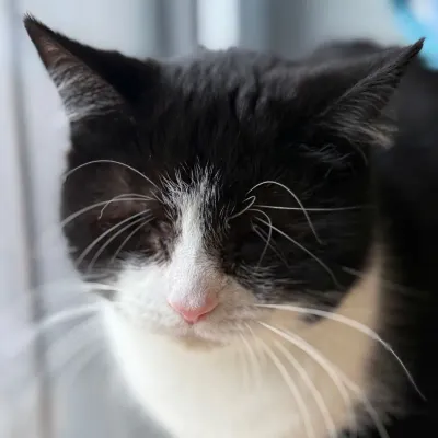 Minouche (reserviert), adopted