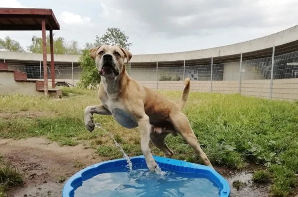Presa Canario