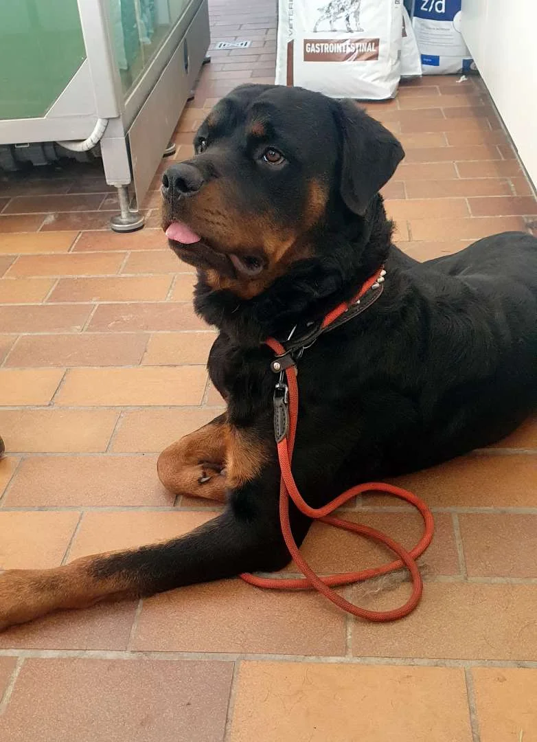 Rottweiler