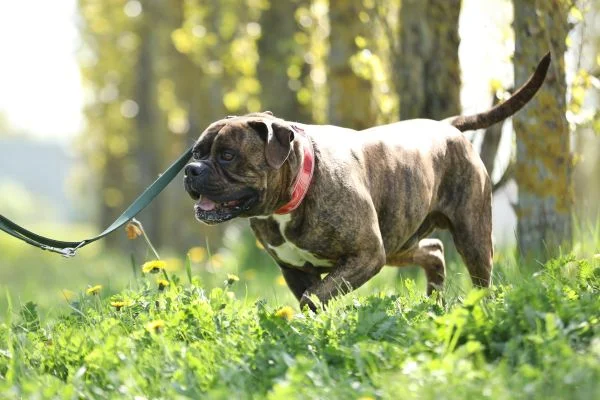 Bullmastiff