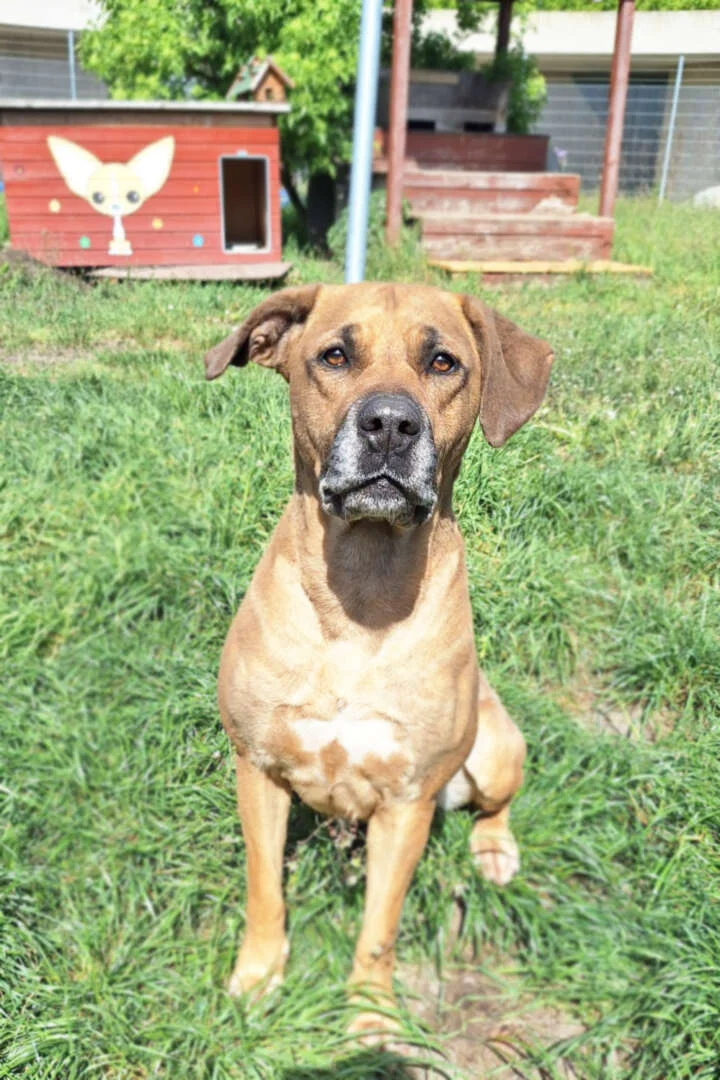 Rhodesian Ridgeback