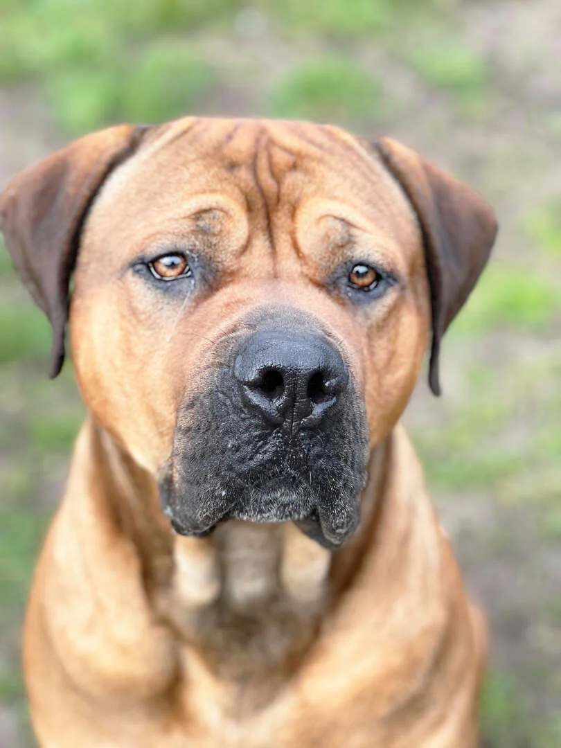 Boerboel