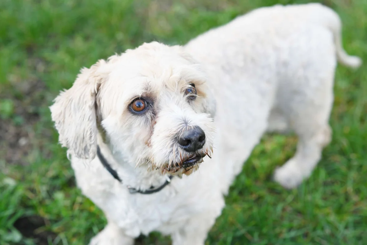 West Highland White Terrier