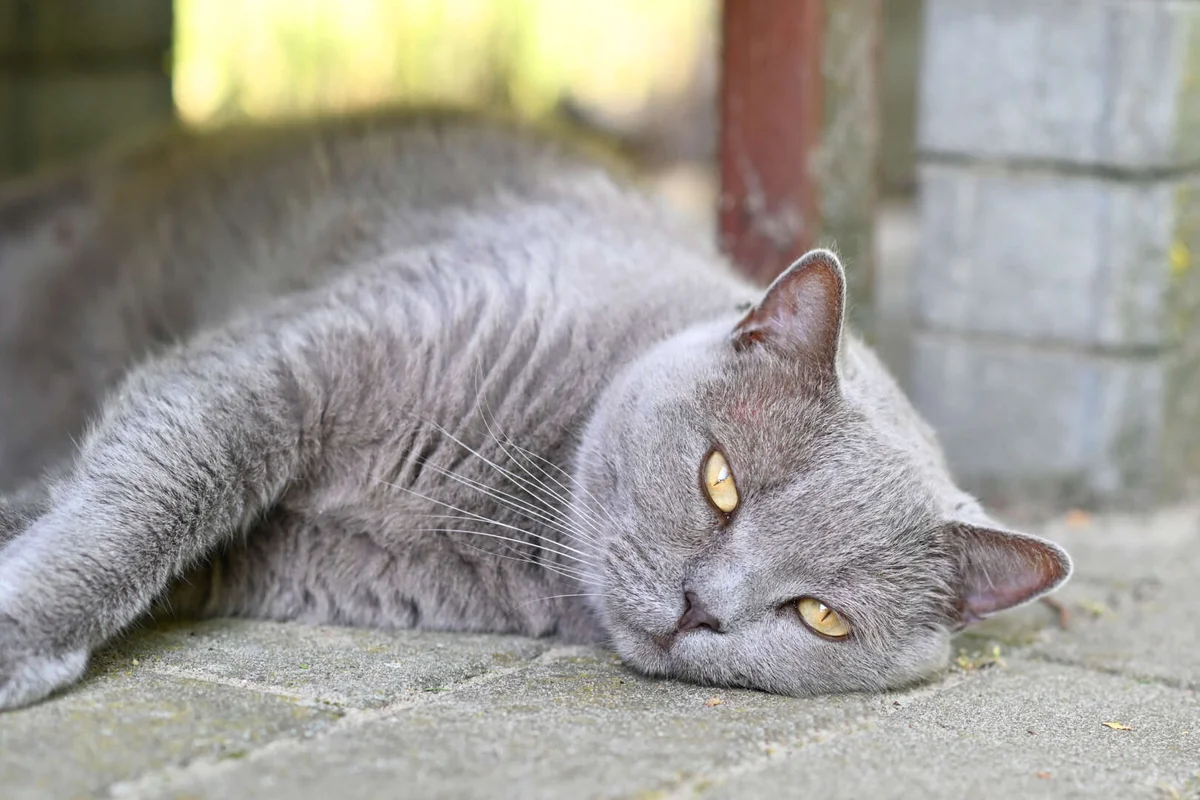 British Shorthair