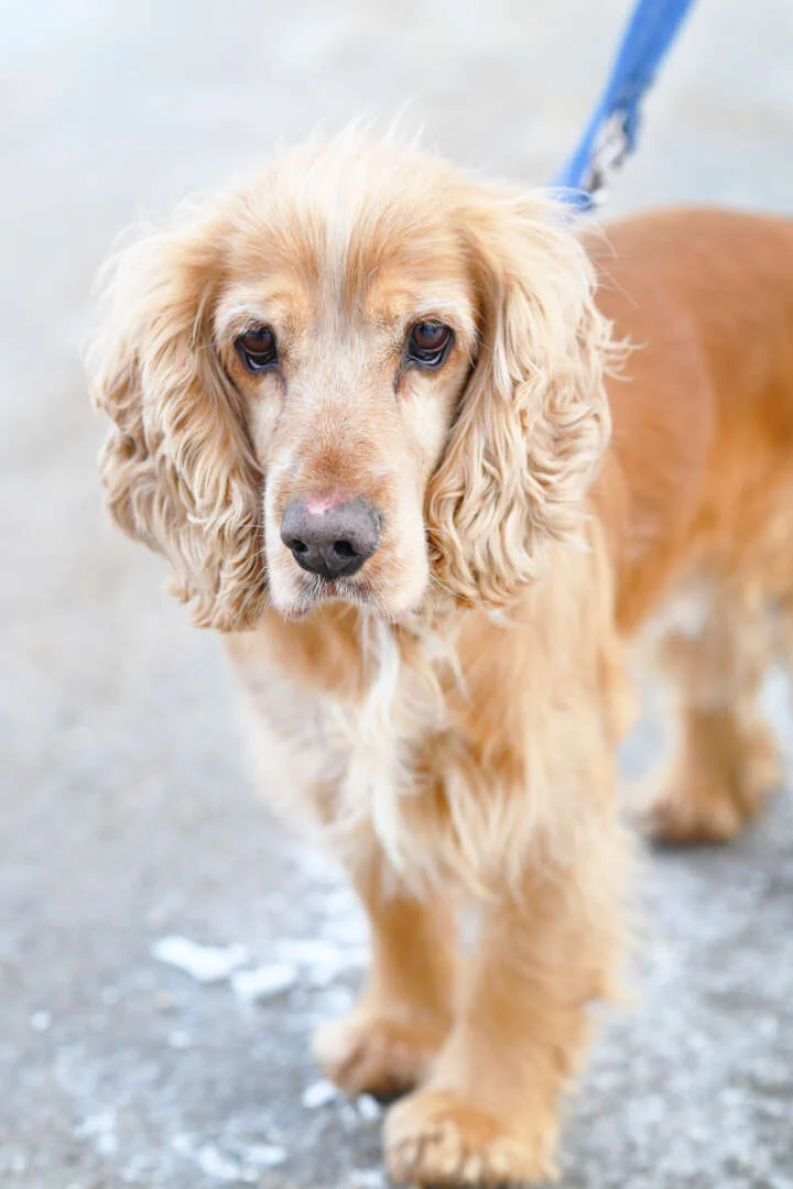 Cocker Spaniel