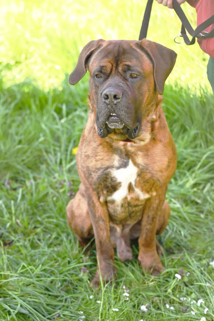 Mastiff