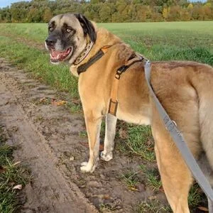 Kangal