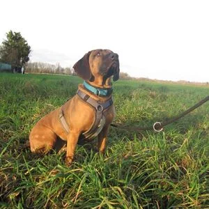Rhodesian Ridgeback