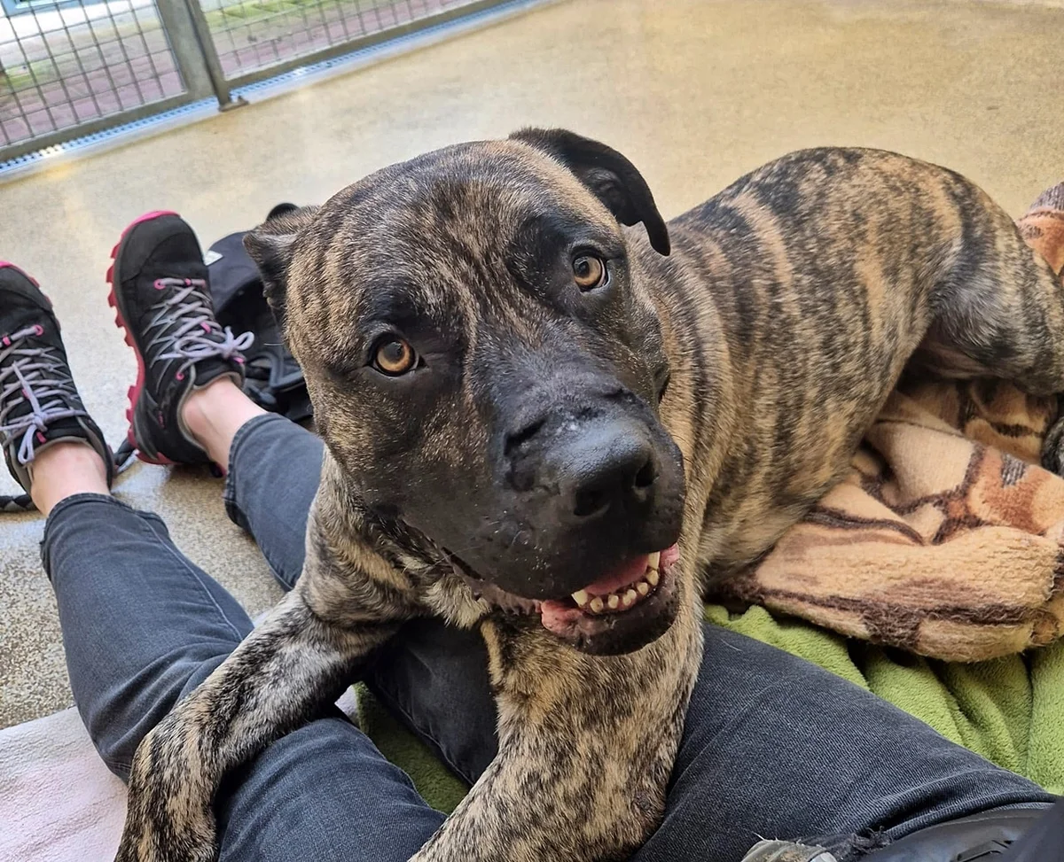 Presa Canario
