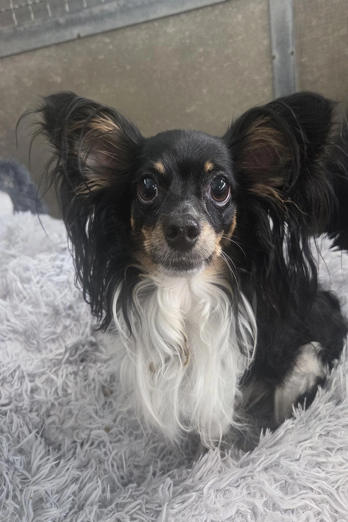Papillon