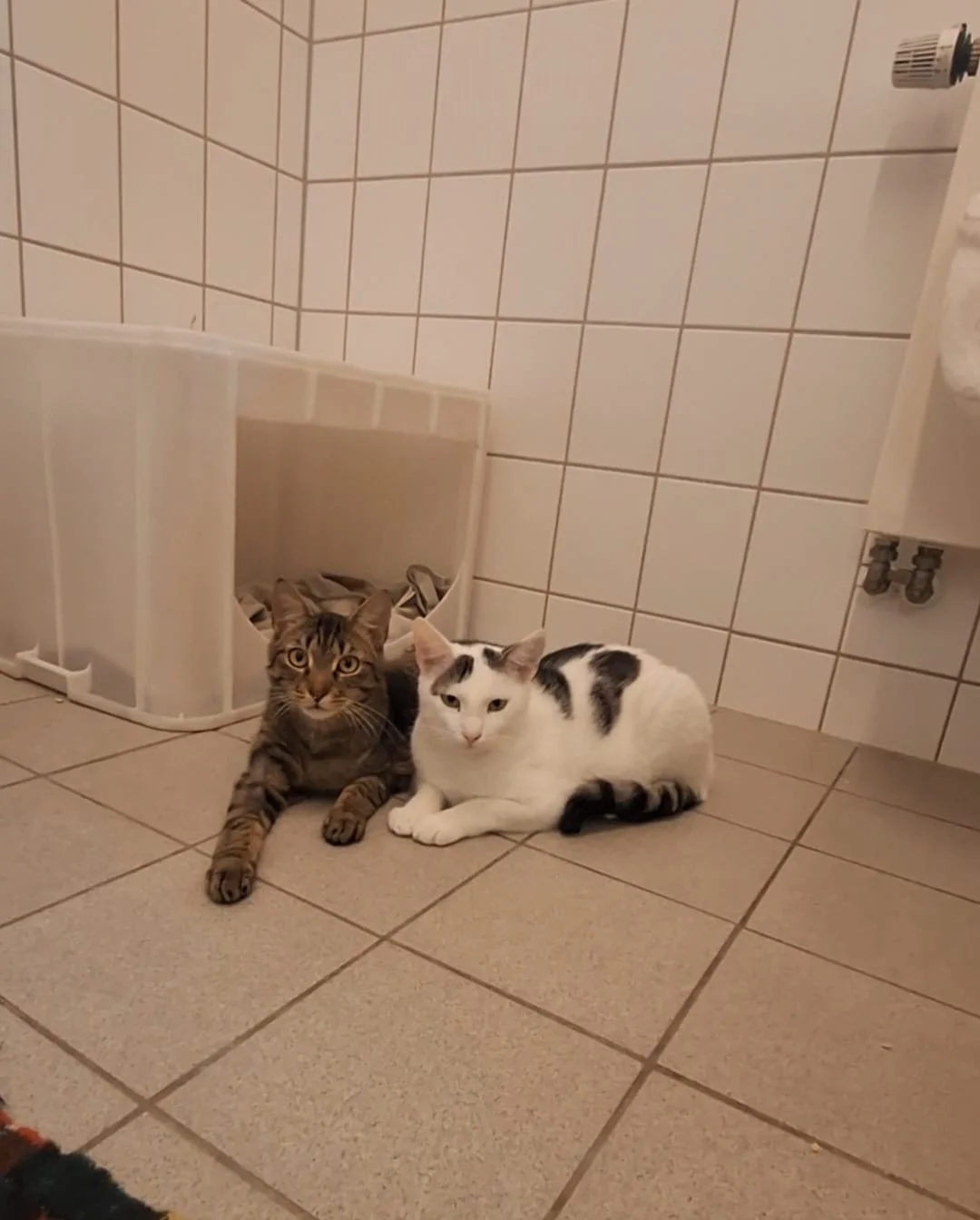 European Shorthair