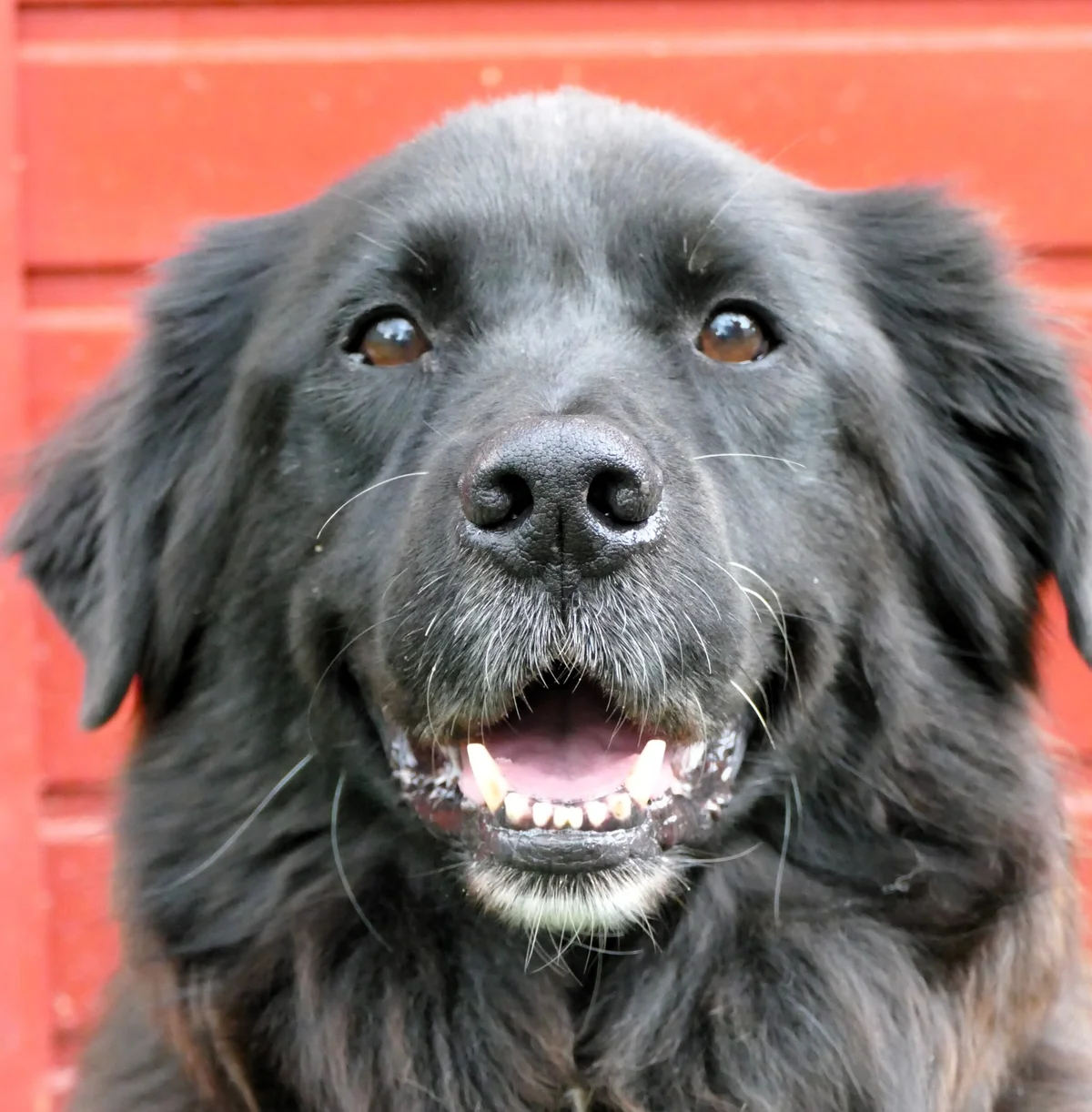 Newfoundland