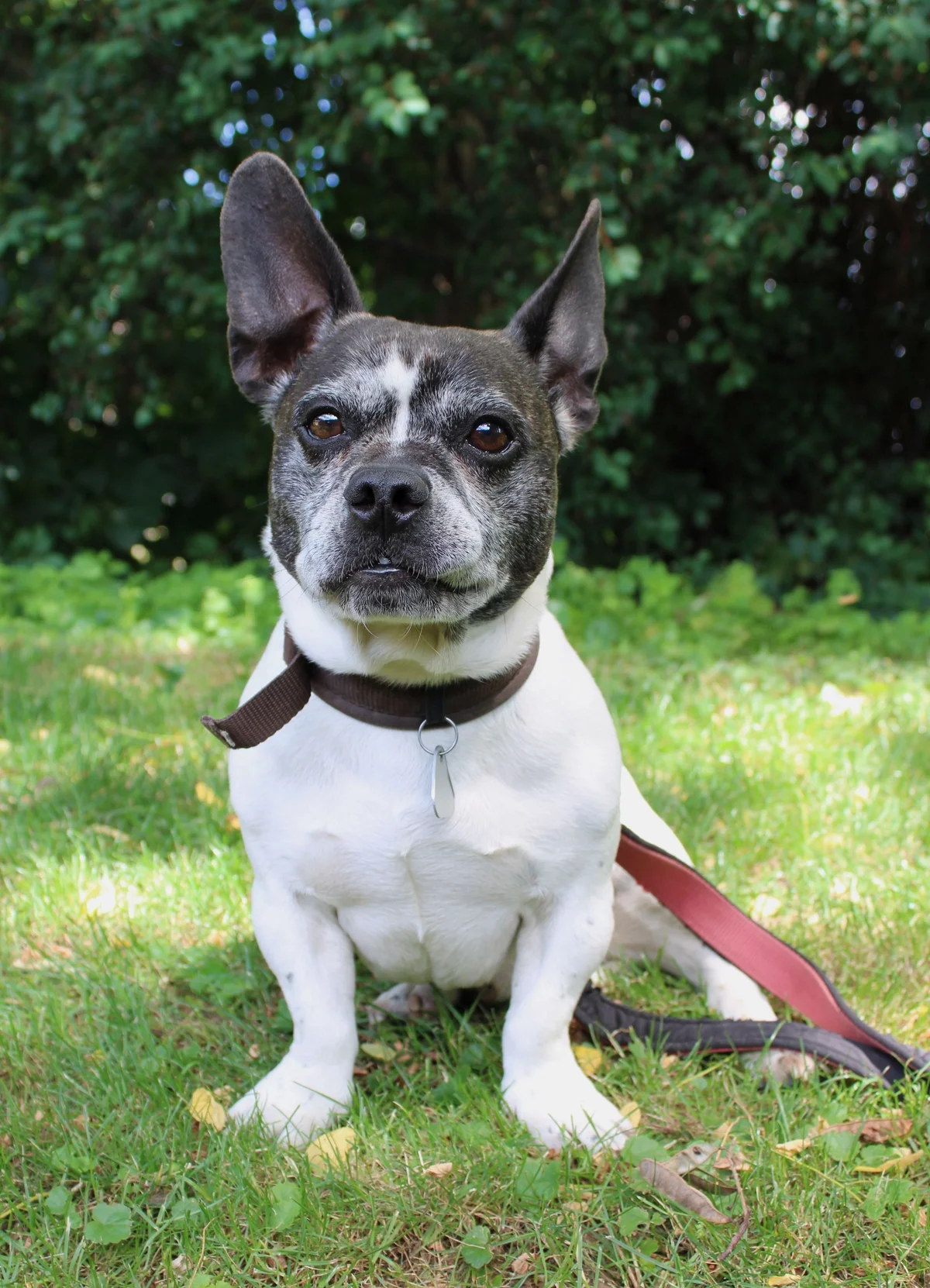 French Bulldog