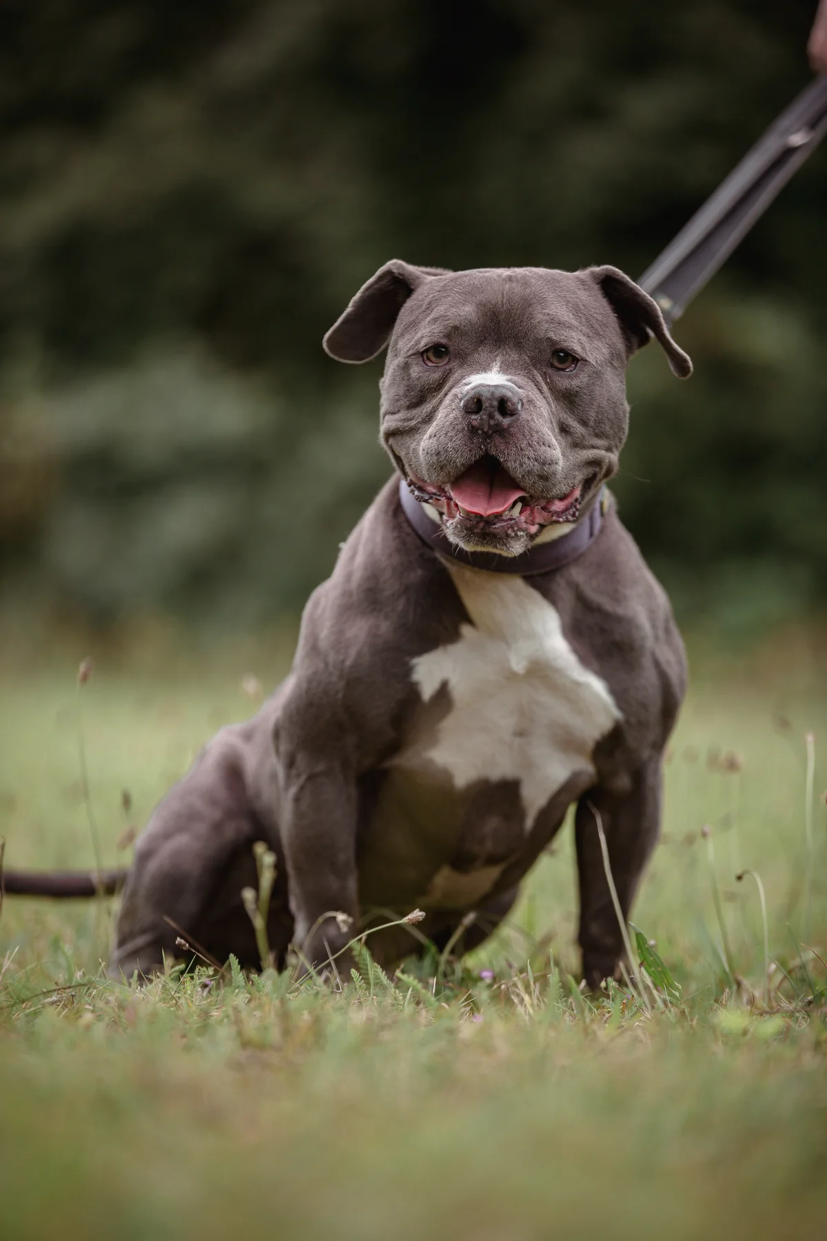 American Pocket Bully